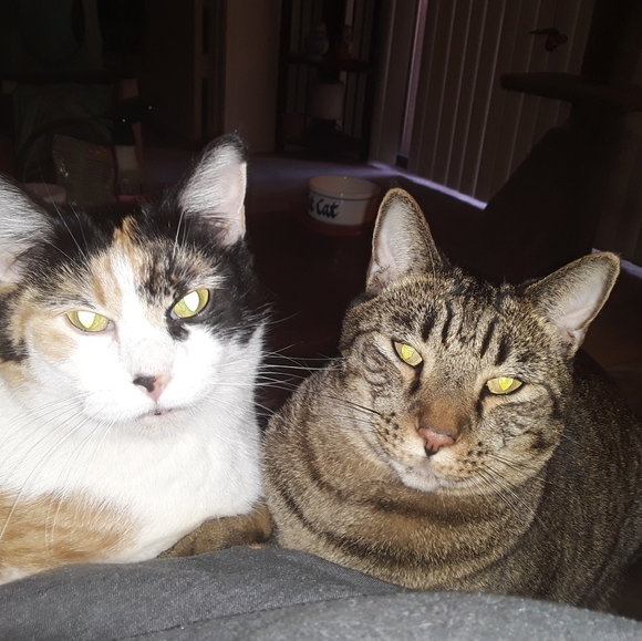 The cats are not for sale! - Picture 2 of 3